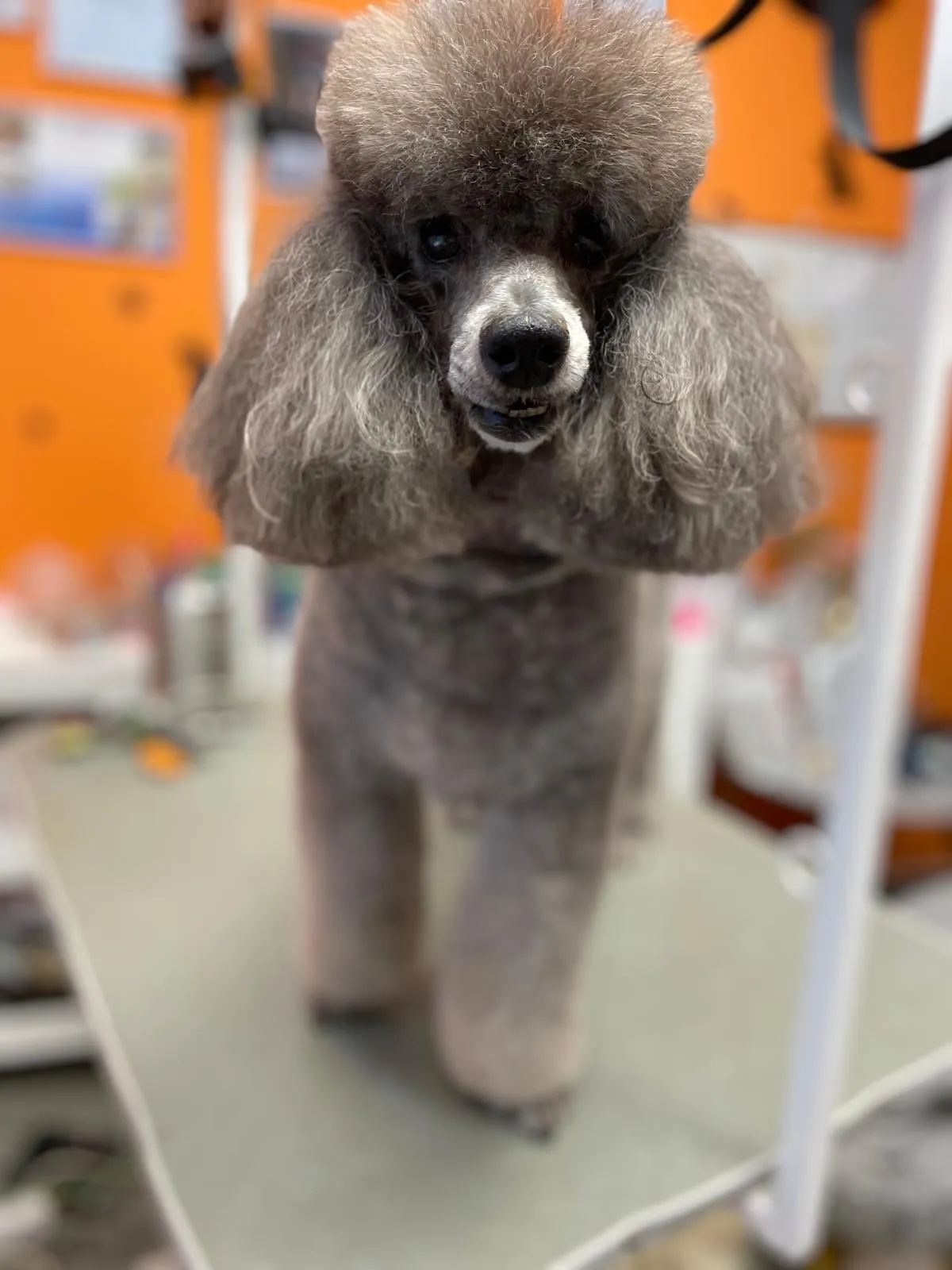 Pejsek po grooming úpravě