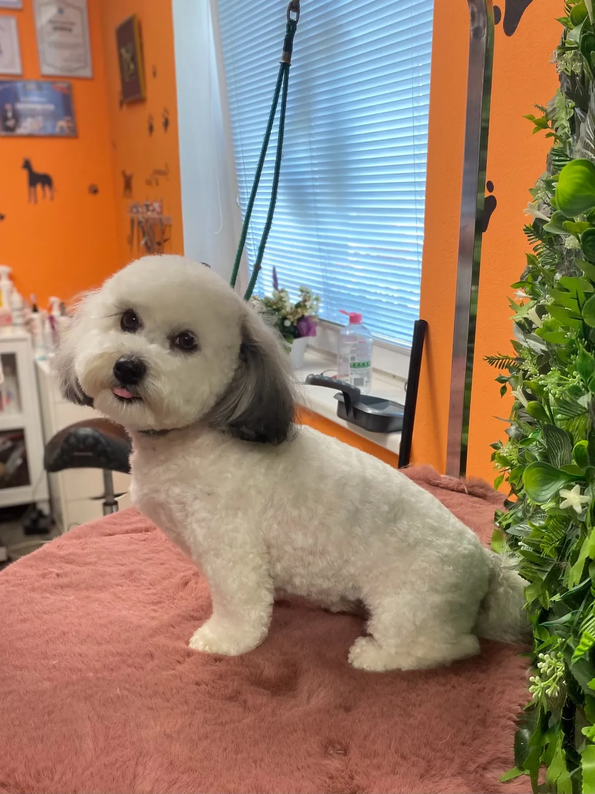Pejsek po stříhání — Salon Lena