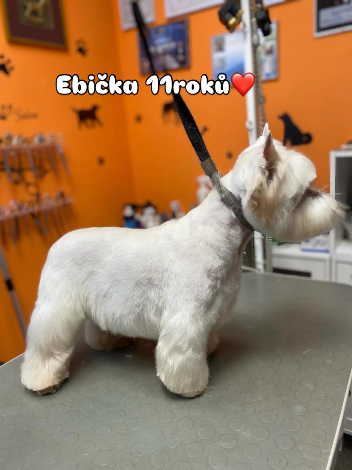 Pes po koupání — Salon Lena